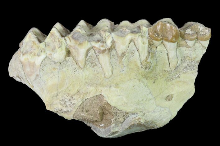 Oreodont (Merycoidodon) Jaw Section - South Dakota #136031